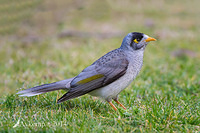 noisy miner 17039