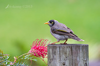 noisy miner 6618