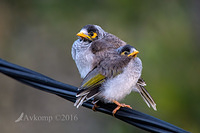 noisy miner 7390