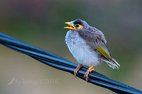 noisy miner 7406