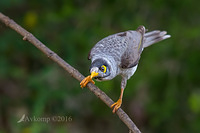 noisy miner 8779