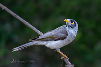 noisy miner 8791