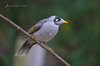 noisy miner 8825