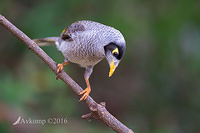 noisy miner 8828