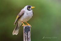 noisy miner 9752