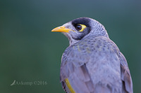 noisy miner 9820