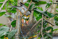 noisy miner nest 4456