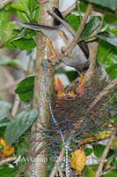 noisy miner nest 4459