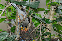 noisy miner nest 4463