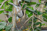 noisy miner nest 4473