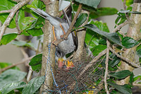 noisy miner nest 4474