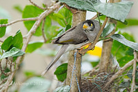 noisy miner nest 4476