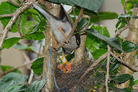 noisy miner nest 4483