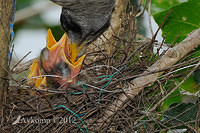 noisy miner nest 4488 close