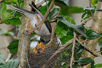 noisy miner nest 4488