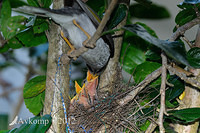 noisy miner4498