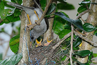 noisy miner4502