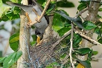 noisy miner4504