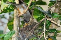 noisy miner4506