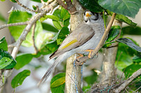 noisy miner4512