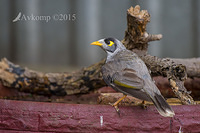 noisy miner6605