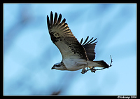 osprey 6