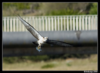 osprey narrabeen 26 cropped