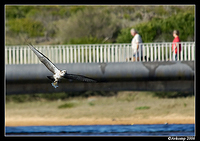 osprey narrabeen 26 full