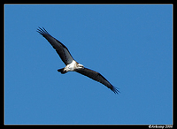 osprey narrabeen 49