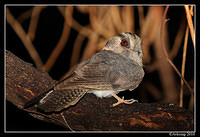 owlet nightjar 5909