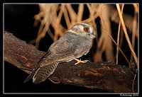 owlet nightjar 5917