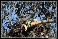 pacific baza 5028