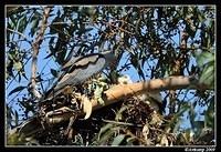 pacific baza 5029