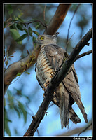 pacific baza 5075