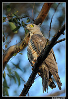 pacific baza 5079