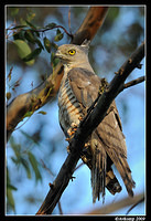 pacific baza 5080