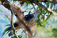 pacific baza 5529