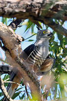 pacific baza 5531