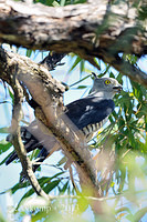 pacific baza 5533