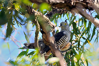 pacific baza 5540