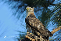 pacific baza 5557