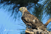 pacific baza 5558