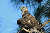 pacific baza 5564