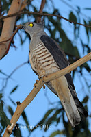 pacific baza 5604