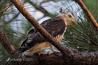 pacific baza 5609