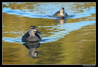 pacific black duck 5972