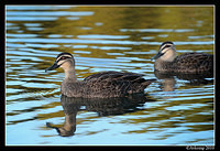 pacific black duck 5975