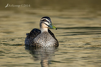 pacific black duck 16556