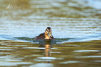 pacific black duck 17371