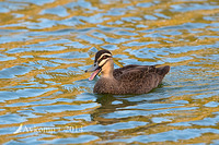 pacific black duck 17380